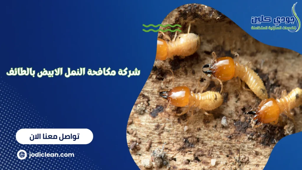 شركة مكافحة النمل الابيض بالطائف