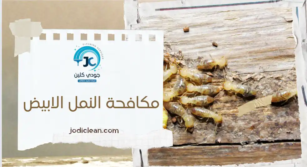 مكافحة النمل الابيض